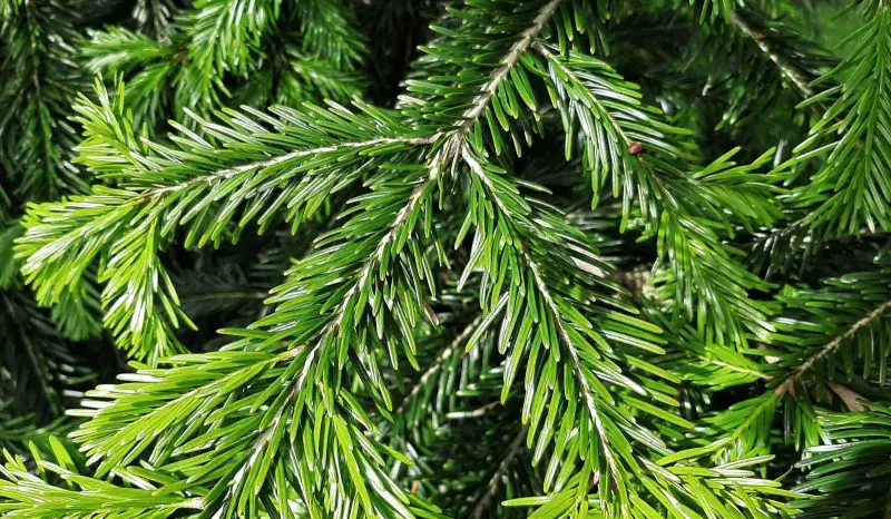 Types of Fir Trees