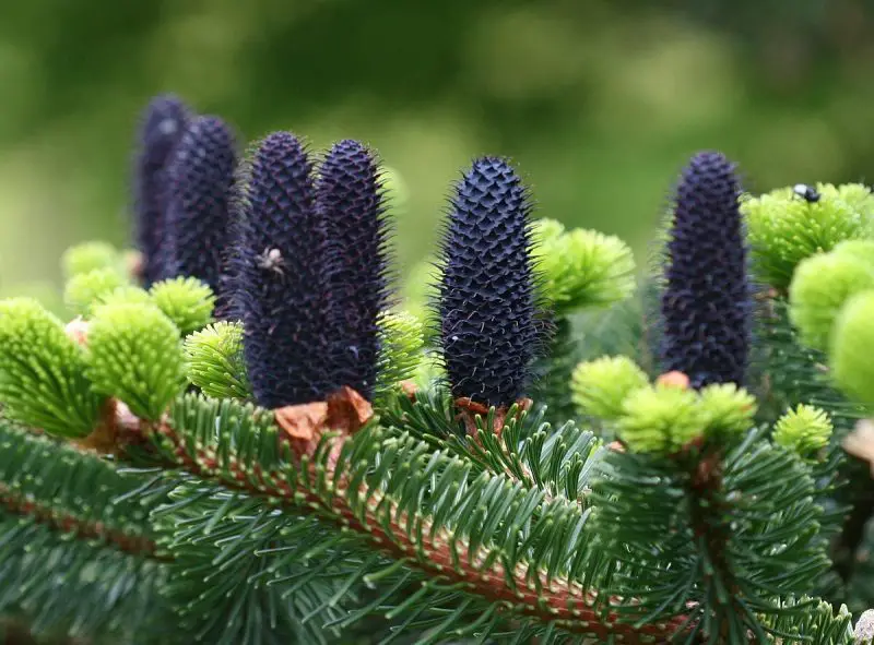 Types of Fir Trees