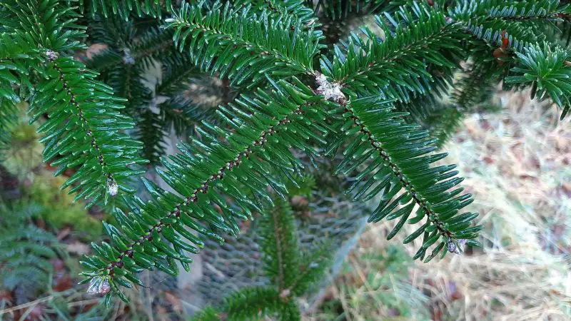 Types of Fir Trees