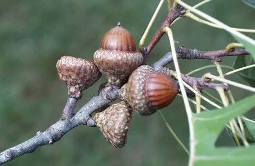 Seeds that Look Like a Brain