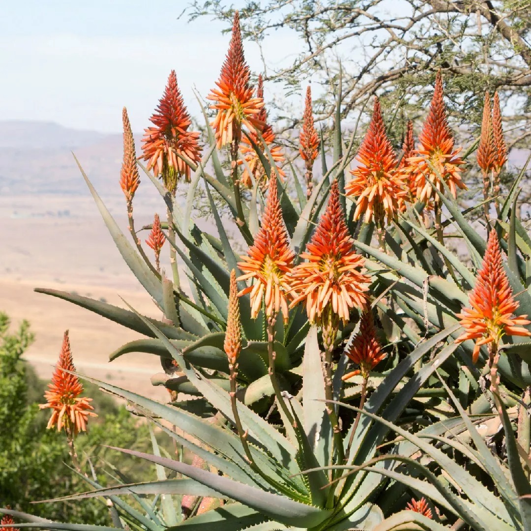 african-aloe-aloe-africana Types of Aloe Plants