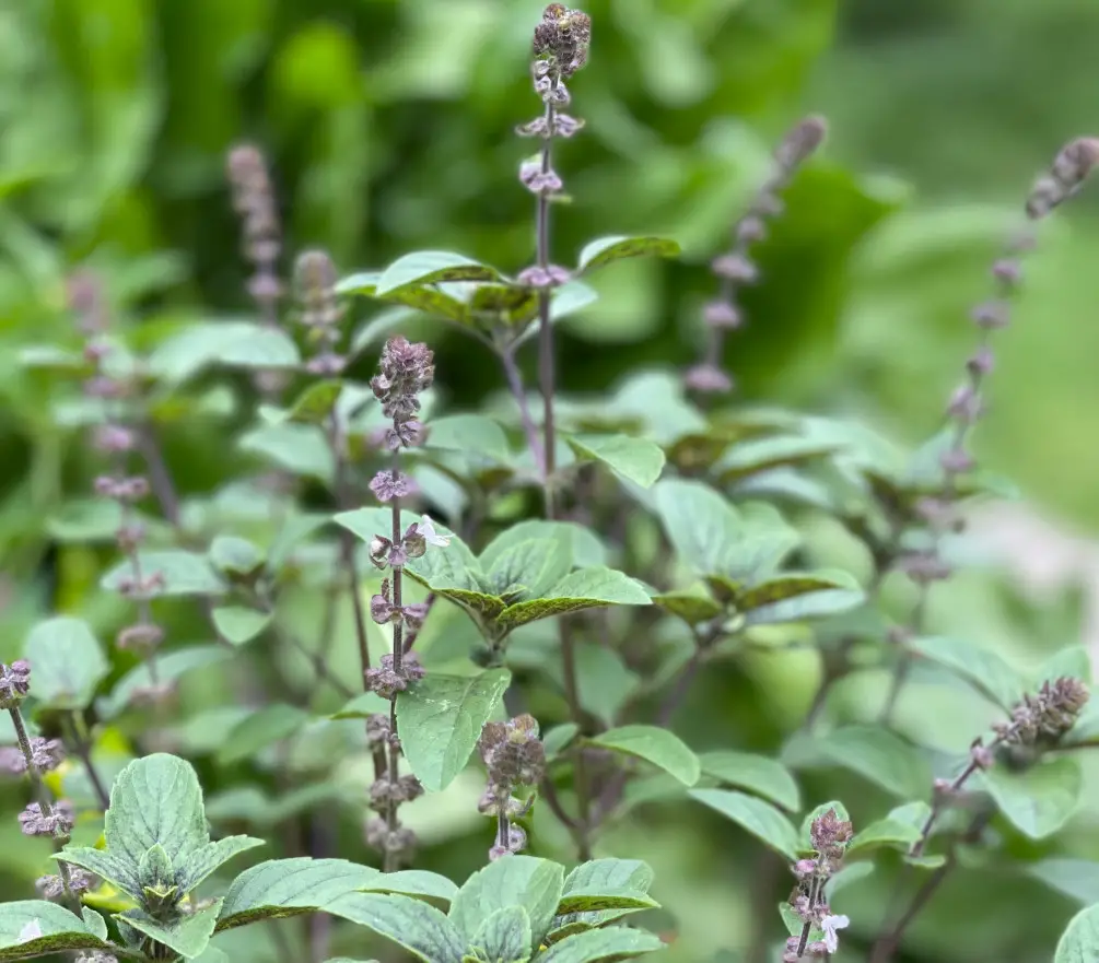 Types of Basil Plants