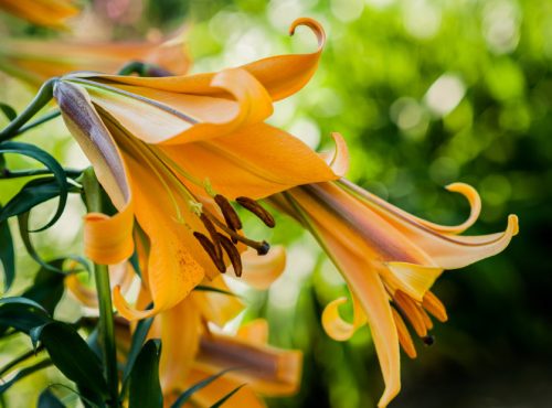 african-queen-yellow-lily-500x370-1 African Queen Yellow Lily