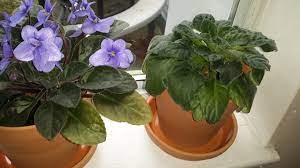 African Violet Leaves Drooping