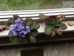 African Violet Leaves Falling Off