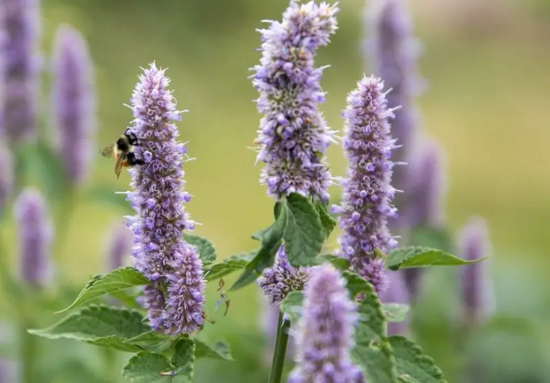 Plants That Repel Mosquitoes
