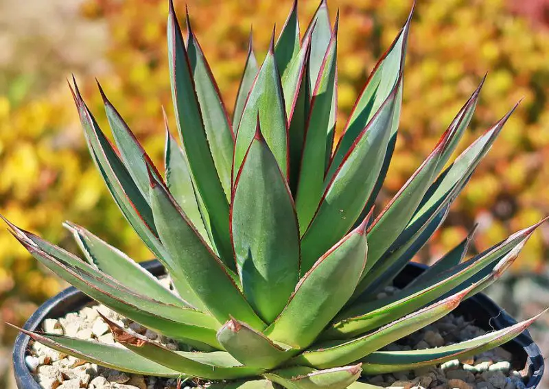 Florida Full Sun Plants