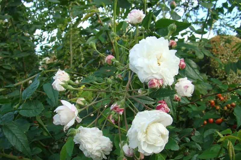 White Climbing Roses