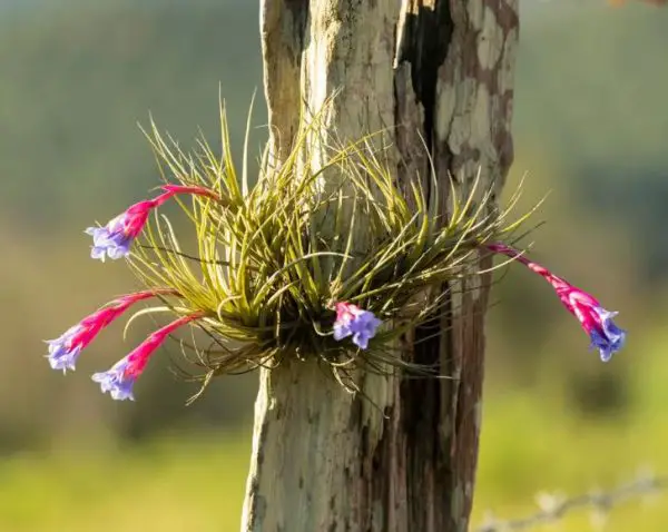 Pet Safe House Plants