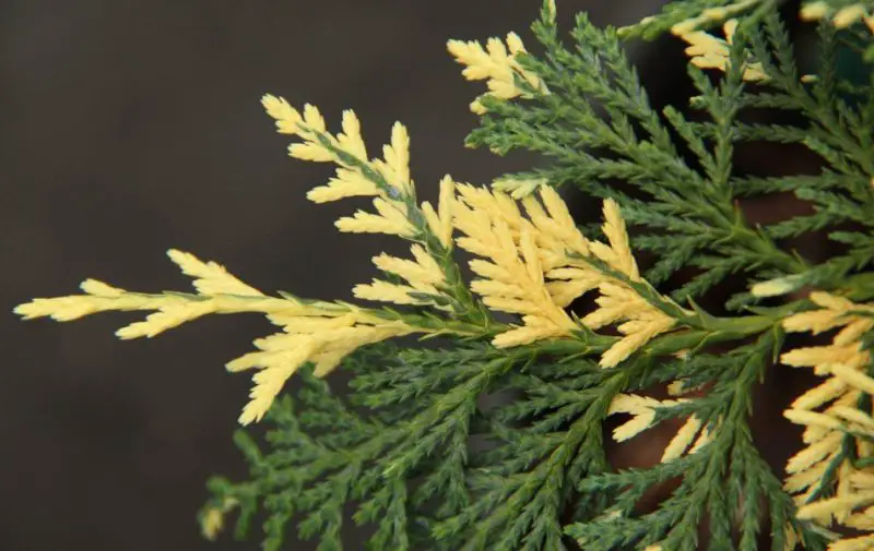 Types of Cedar Trees