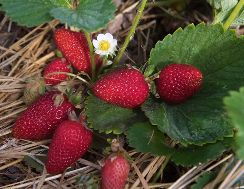 Types of Strawberry Plants