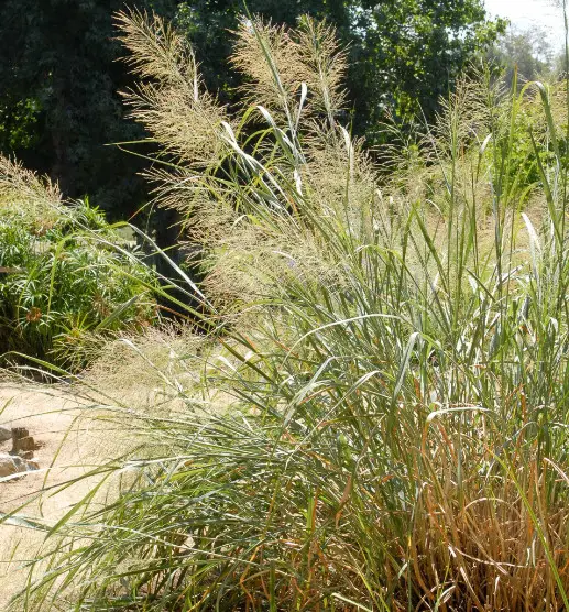 California Native Grasses