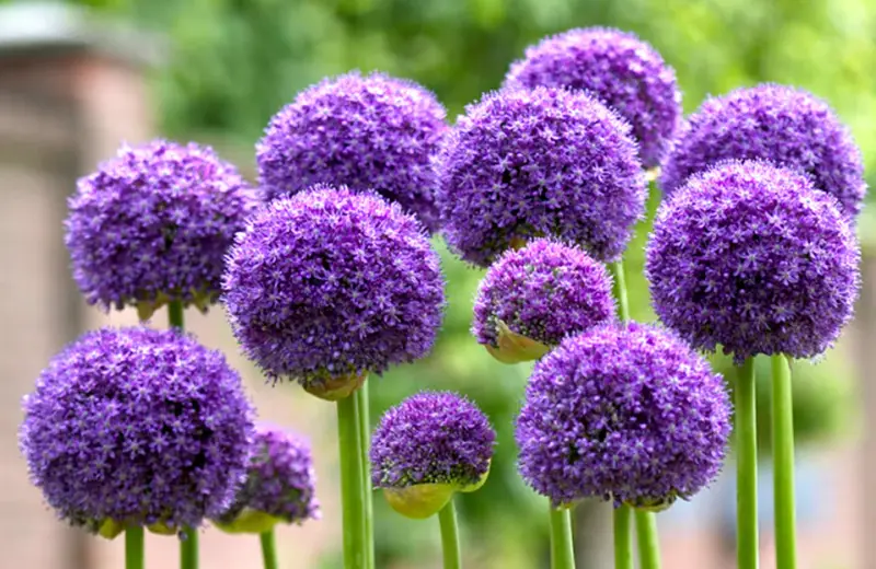 Flowers That Bloom in Spring