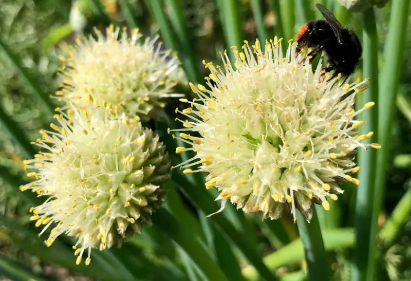 Raspberry Companion Plants