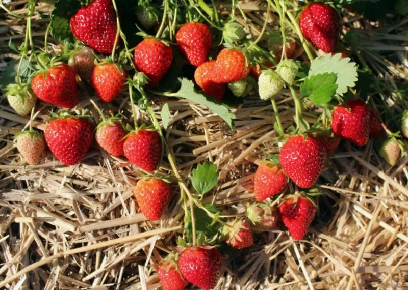 Types of Strawberry Plants