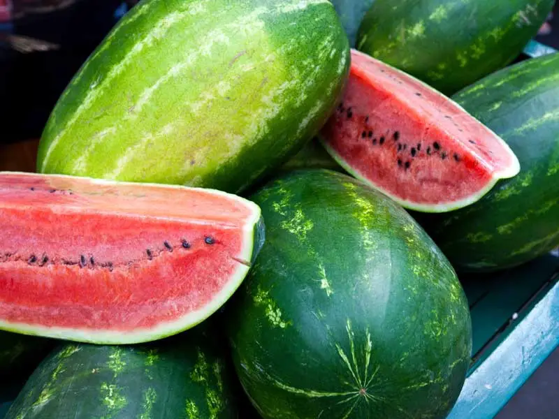 Types of Watermelon Plants