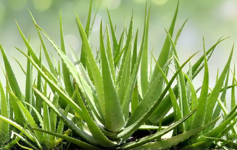 aloe-vera-aloe-vera-800x508-1 Types of Aloe Plants
