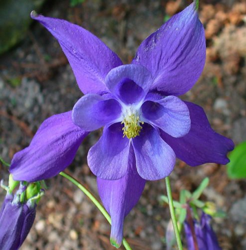 Alpine Columbine