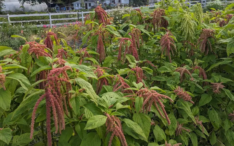 Companion Plants for Tomatoes