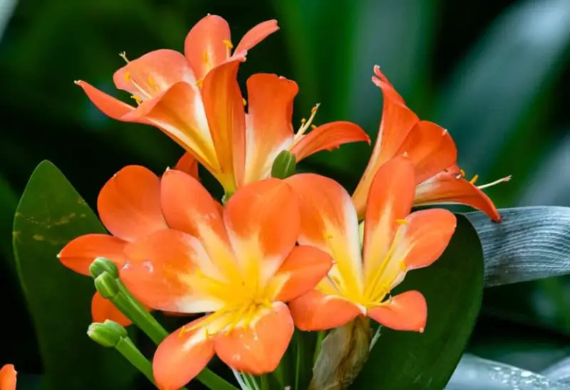 amaryllis-800x548-1 Flowers That Are Toxic to Cats