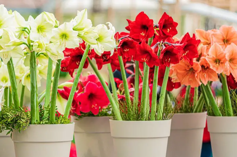 Amaryllis Plant Care