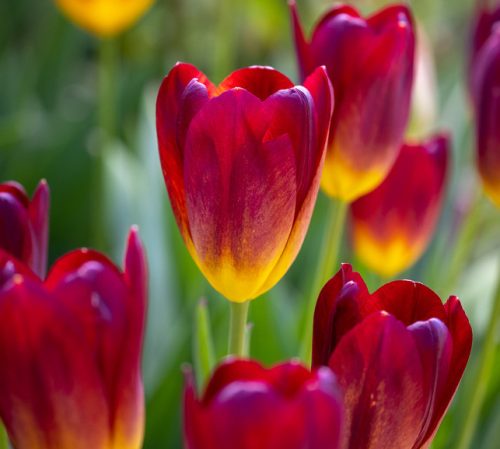 32 Types of Red Tulips for Your Garden