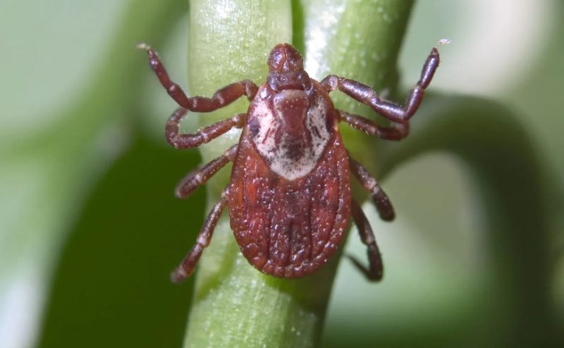 Dangerous Bugs in Missouri