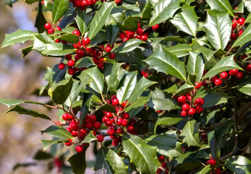 american-holly-tree-800x554-1 Flowers That Are Toxic to Cats