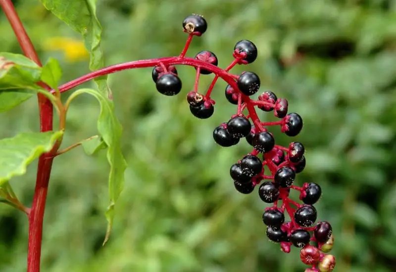 Weeds with Purple Flowers