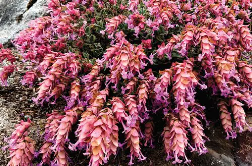 15 Types of Oregano Plants (With Pictures)