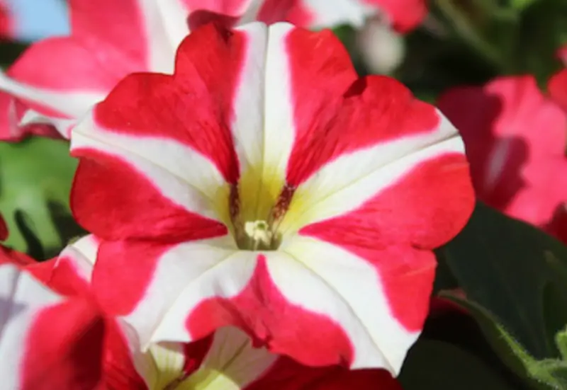 Pink and White Flowers