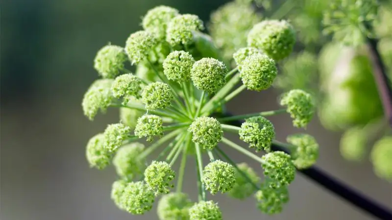 Flowers That Smell Good