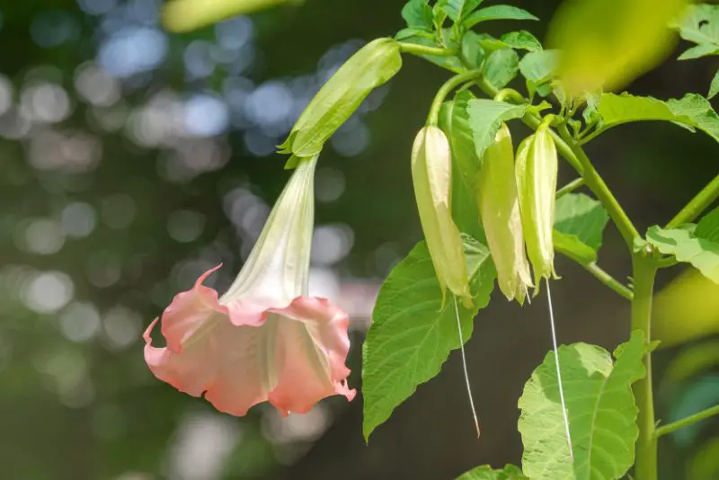 Flowers That Smell Good