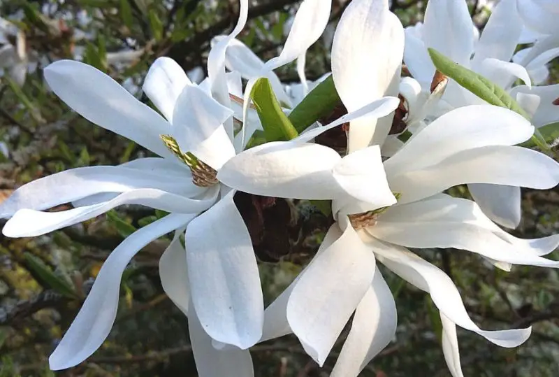 Magnolia Tree