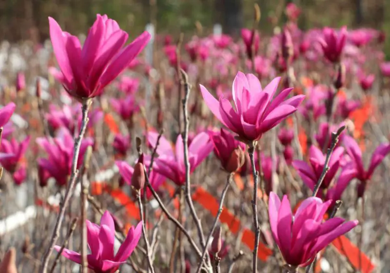 Magnolia Tree