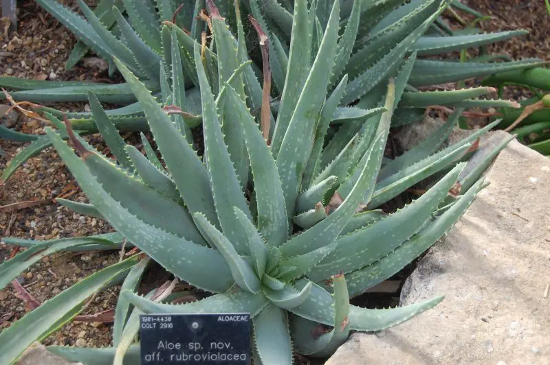 arabian-aloe-aloe-rubroviolacea-800x532-1 Types of Aloe Plants