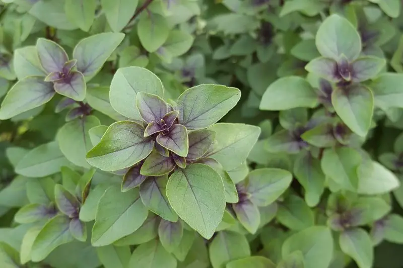 Types of Basil Plants
