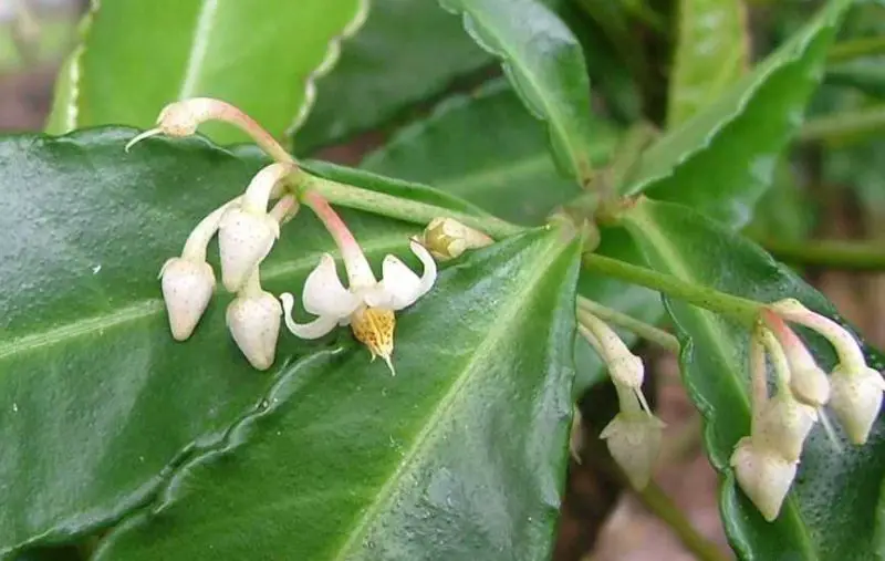 Bell-Shaped Flowers