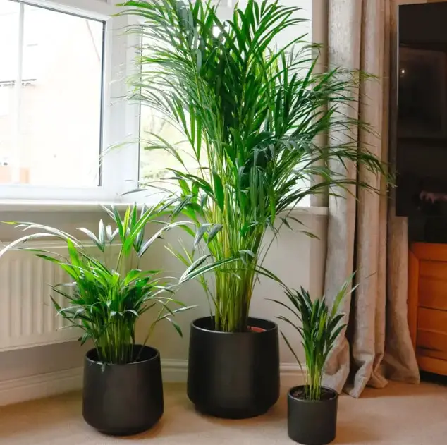 Types of Palm Trees in Florida