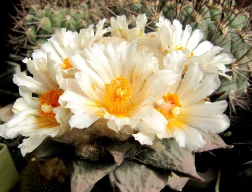 Ariocarpus furfuraceus