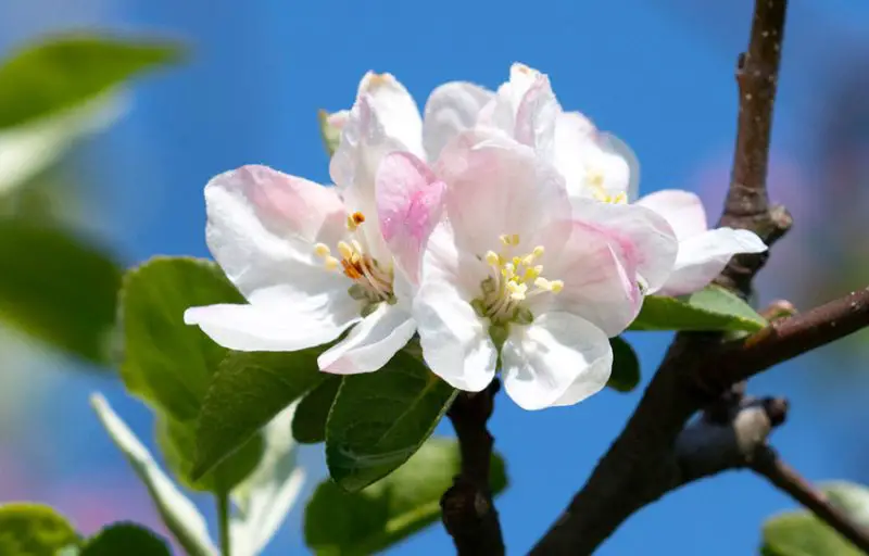 Arkansas Black Apple Tree