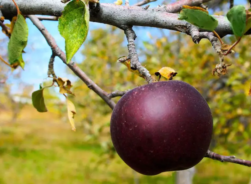 Arkansas Black Apple Tree