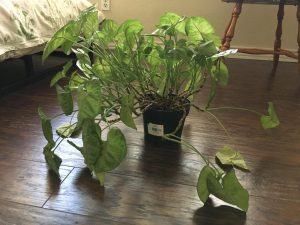 Arrowhead Plant Drooping (Causes & Solutions)