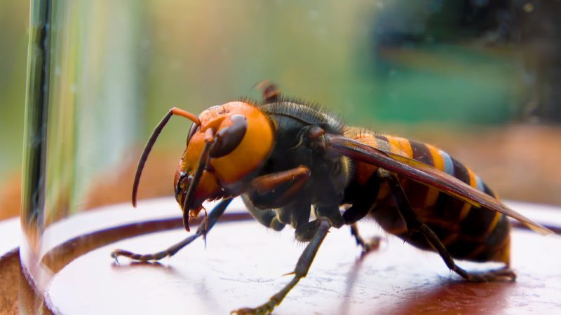 Dangerous Bugs in Michigan