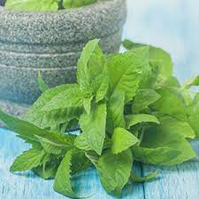 41 Types of Mint Plants (With Pictures)