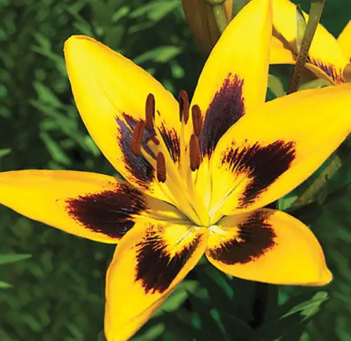 asiatic-lemon-lime-lily-500x486-1 Asiatic Lemon-Lime Lily