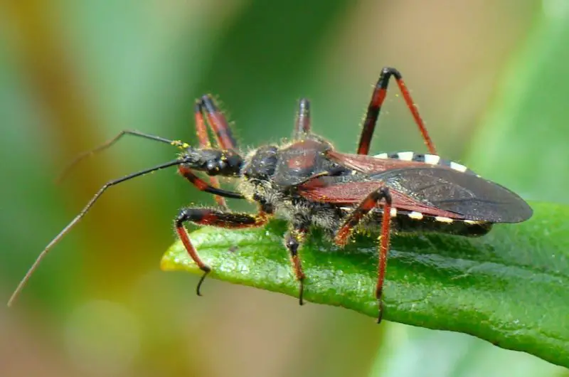Dangerous Bugs in Missouri