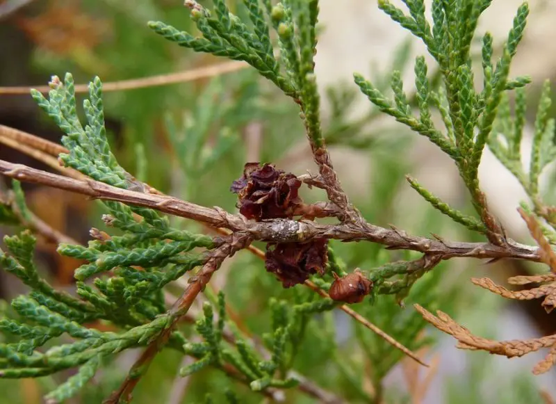 Types of Cedar Trees