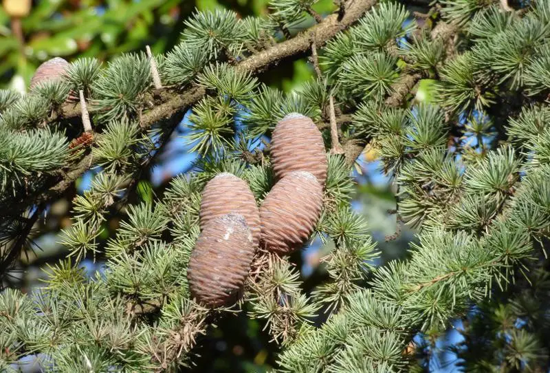 Types of Cedar Trees