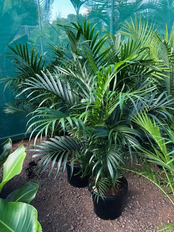 Types of Palm Trees in Florida